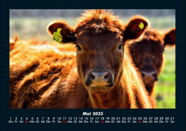 Produktbild: Kuhkalender 2025 Fotokalender DIN A4