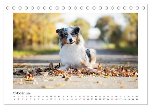 Produktbild: Herzensaussies - Australian Shepherd (Tischkalender 2026 DIN A5 quer), CALVENDO Monatskalender