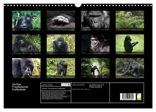 Produktbild: Gorillas. Friedliebende Kraftpakete (Wandkalender 2026 DIN A3 quer), CALVENDO Monatskalender