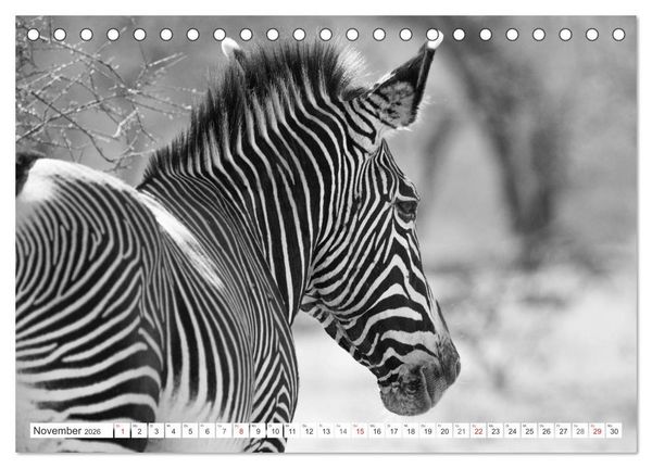 Produktbild: Emotionale Momente: Zebras - black & white. (Tischkalender 2026 DIN A5 quer), CALVENDO Monatskalender
