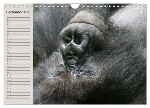 Produktbild: Berggorillas - die sanften Riesen (Wandkalender 2026 DIN A4 quer), CALVENDO Monatskalender