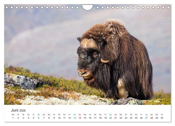 Produktbild: Die letzten Moschusochsen Europas (Wandkalender 2026 DIN A4 quer), CALVENDO Monatskalender