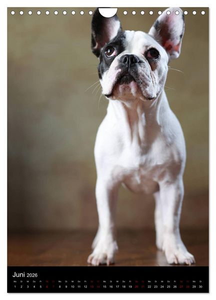 Produktbild: Bullys mit Charme - Franz&ouml;sische Bulldoggen im Portrait (Wandkalender 2026 DIN A4 hoch), CALVENDO Monatskalender