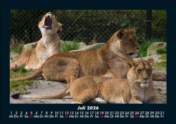 Produktbild: L&ouml;wen in der Wildnis 2026 Fotokalender DIN A5