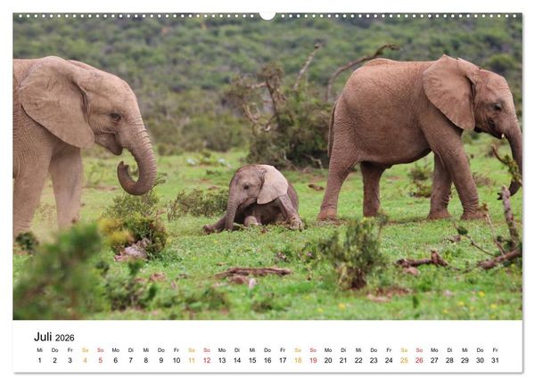 Produktbild: ADDO ELEPHANT NATIONAL PARK Elefanten Babies (hochwertiger Premium Wandkalender 2026 DIN A2 quer), Kunstdruck in Hochglanz