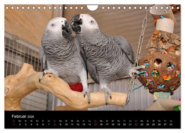 Produktbild: Graupapageien zum Verlieben (Wandkalender 2026 DIN A4 quer), CALVENDO Monatskalender