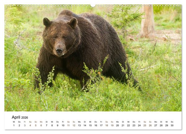 Produktbild: Finnland: eine tierische Entdeckungsreise (hochwertiger Premium Wandkalender 2026 DIN A2 quer), Kunstdruck in Hochglanz