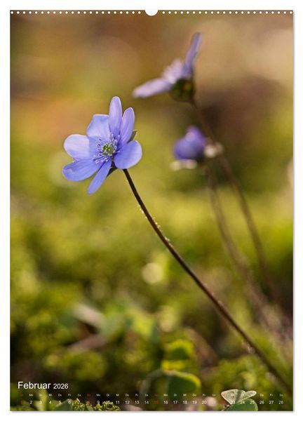 Produktbild: NATUR PUR Kleine Blumen am Wegesrand (Wandkalender 2026 DIN A2 hoch), CALVENDO Monatskalender