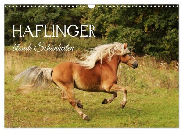 Produktbild: Haflinger - blonde Sch&ouml;nheiten (Wandkalender 2027 DIN A3 quer), CALVENDO Monatskalender