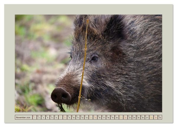 Produktbild: Wildschweine ganz nah an der Sau (Sus scrofa) von Tanja Riedel (Wandkalender 2026 DIN A4 quer), CALVENDO Monatskalender