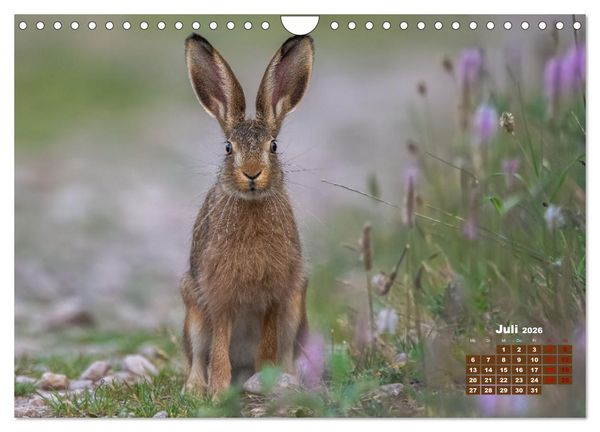 Produktbild: Tiere in freier Wildbahn by VogtArt (Wandkalender 2026 DIN A4 quer), CALVENDO Monatskalender