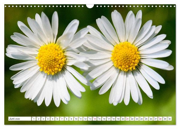 Produktbild: Auf Augenh&ouml;he mit G&auml;nsebl&uuml;mchen (Wandkalender 2026 DIN A3 quer), CALVENDO Monatskalender
