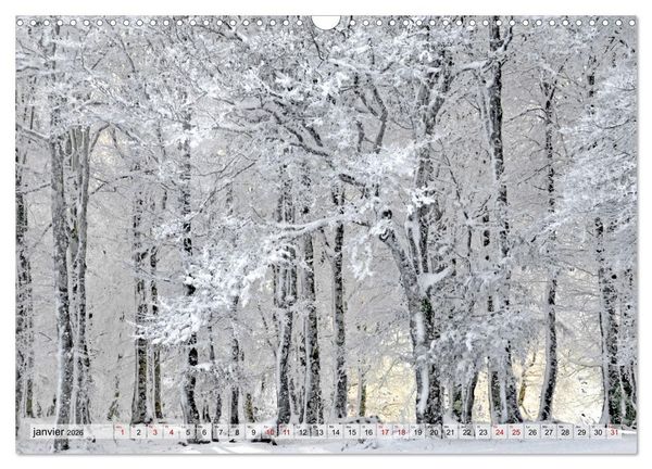 Produktbild: Au c&oelig;ur de la for&ecirc;t (Calendrier mural 2026 DIN A3 vertical), CALVENDO calendrier mensuel