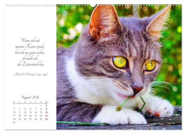 Produktbild: Catlovers - Ein Jahr voller Samtpfoten und charmanten Weisheiten (Wandkalender 2026 DIN A2 quer), CALVENDO Monatskalender
