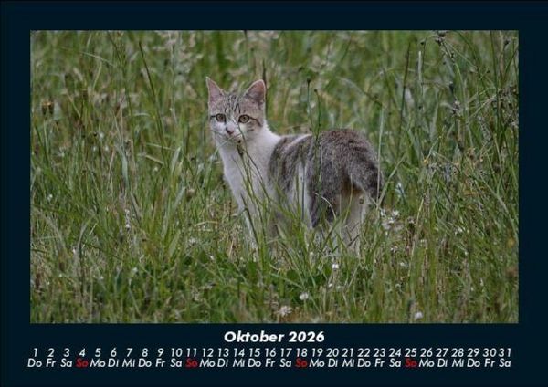 Produktbild: F&uuml;r Katzenfreunde 2026 Fotokalender DIN A5