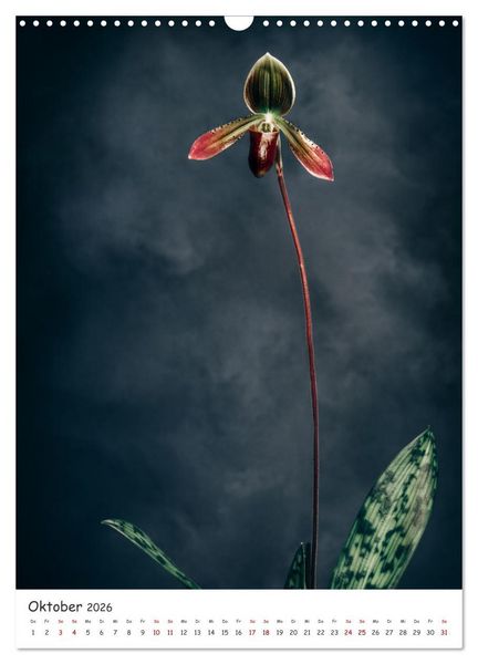 Produktbild: Orchideen Zauber (Wandkalender 2026 DIN A3 hoch), CALVENDO Monatskalender