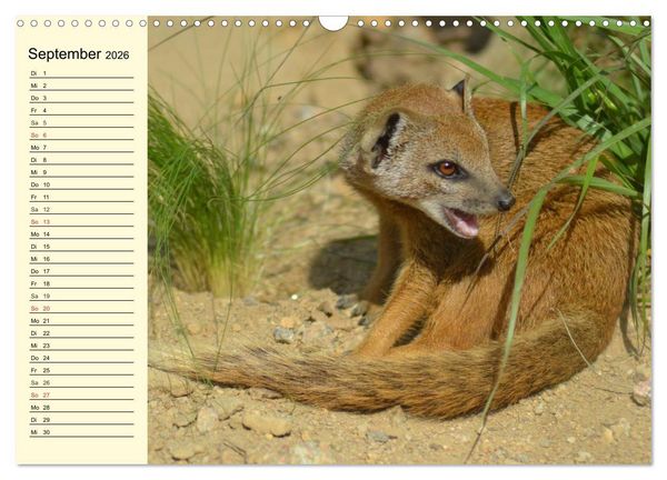 Produktbild: Afrika. Tiere in freier Wildbahn (Wandkalender 2026 DIN A3 quer), CALVENDO Monatskalender