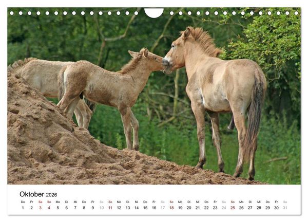 Produktbild: Faszination Przewalski-Pferde (Wandkalender 2026 DIN A4 quer), CALVENDO Monatskalender