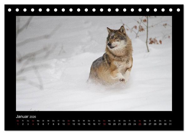 Produktbild: Wolf, Luchs und Co. - Tierbilder aus dem Bayerischen Wald (Tischkalender 2026 DIN A5 quer), CALVENDO Monatskalender
