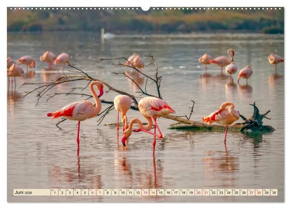Produktbild: Flamingos - elegante Sch&ouml;nheiten (Wandkalender 2026 DIN A2 quer), CALVENDO Monatskalender
