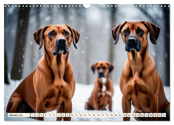 Produktbild: Rhodesian Ridgeback - Athlet mit R&uuml;ckenkamm (Wandkalender 2026 DIN A3 quer), CALVENDO Monatskalender