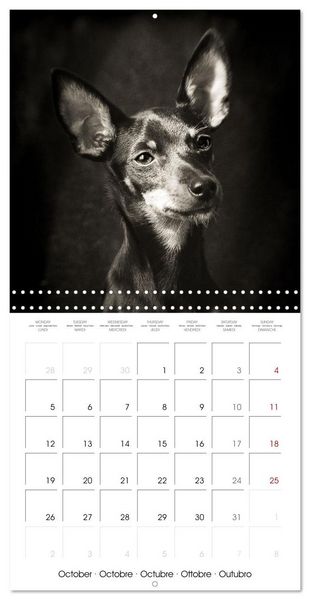 Produktbild: Portraits canins (Calendrier mural carr&eacute; 2026 30x30 cm) Calendrier double avec une page pour vos prises de notes