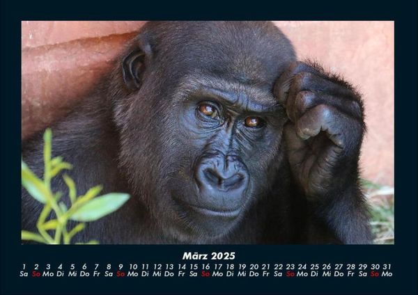 Produktbild: Welt der Affen 2025 Fotokalender DIN A4