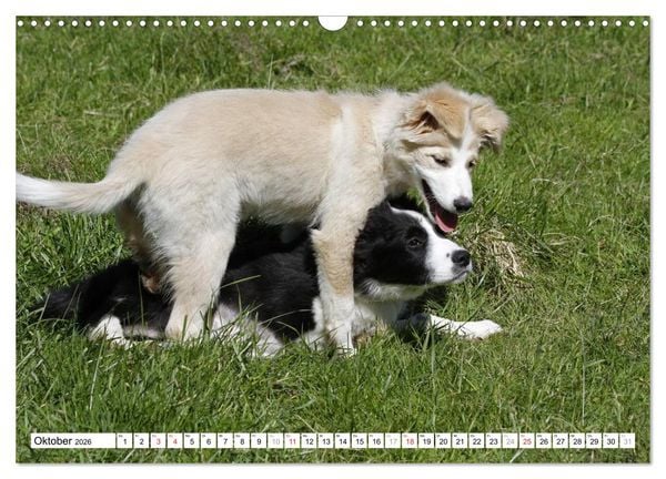 Produktbild: Border Collie Welpen (Wandkalender 2026 DIN A3 quer), CALVENDO Monatskalender
