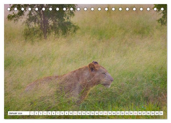 Produktbild: Wunderwelt der Tiere - S&uuml;dafrika (Tischkalender 2026 DIN A5 quer), CALVENDO Monatskalender
