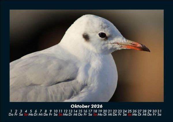 Produktbild: Vogelparadies 2026 Fotokalender DIN A5
