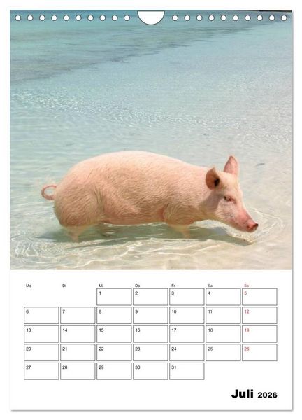 Produktbild: Schweine auf den Bahamas! (Wandkalender 2026 DIN A4 hoch), CALVENDO Monatskalender
