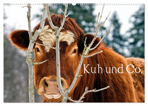 Produktbild: Kuh und Co. (Wandkalender 2026 DIN A2 quer), CALVENDO Monatskalender