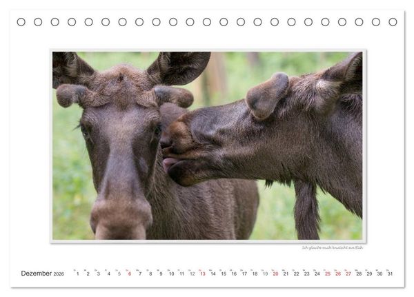 Produktbild: Emotionale Momente: Europ&auml;ischer Elch Part II (Tischkalender 2026 DIN A5 quer), CALVENDO Monatskalender
