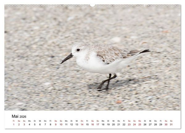 Produktbild: M&ouml;wen am Meer (hochwertiger Premium Wandkalender 2026 DIN A2 quer), Kunstdruck in Hochglanz