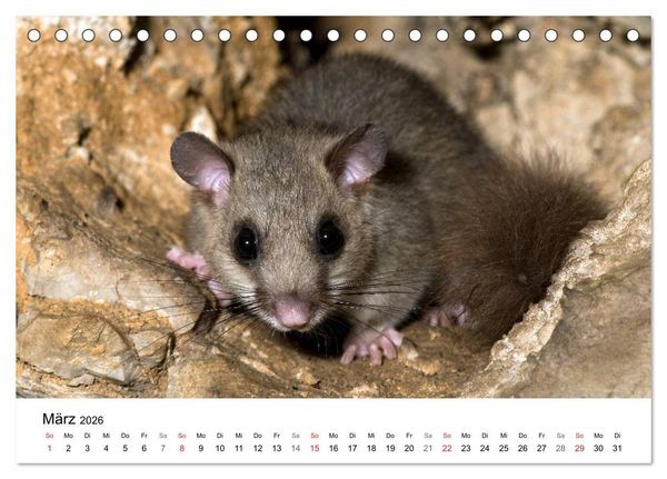 Produktbild: Heimische Tierwelt (Tischkalender 2026 DIN A5 quer), CALVENDO Monatskalender