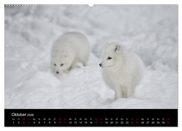 Produktbild: Polarfuchsstudien Wildlife (hochwertiger Premium Wandkalender 2026 DIN A2 quer), Kunstdruck in Hochglanz