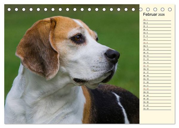 Produktbild: Beagle - Herz auf 4 Pfoten (Tischkalender 2026 DIN A5 quer), CALVENDO Monatskalender