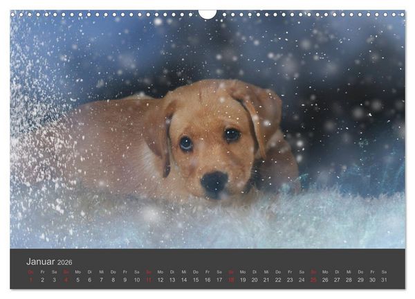 Produktbild: HUNDE LEBEN IST BUNT (Wandkalender 2026 DIN A3 quer), CALVENDO Monatskalender