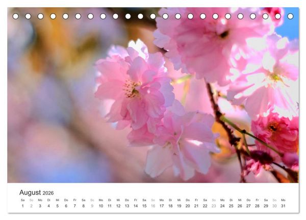 Produktbild: Kirschbl&uuml;tentraum (Tischkalender 2026 DIN A5 quer), CALVENDO Monatskalender
