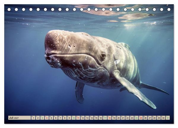 Produktbild: Gro&szlig;tiere - Weltweit (Tischkalender 2027 DIN A5 quer), CALVENDO Monatskalender