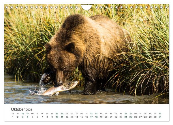 Produktbild: Into the Wild - Kanada und Alaska (Wandkalender 2026 DIN A4 quer), CALVENDO Monatskalender