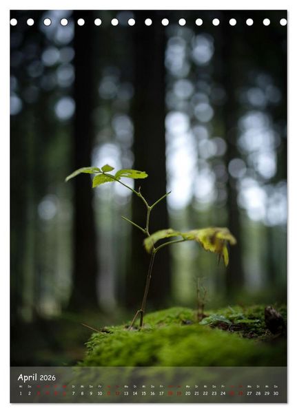 Produktbild: Lebensraum Wald (Tischkalender 2026 DIN A5 hoch), CALVENDO Monatskalender