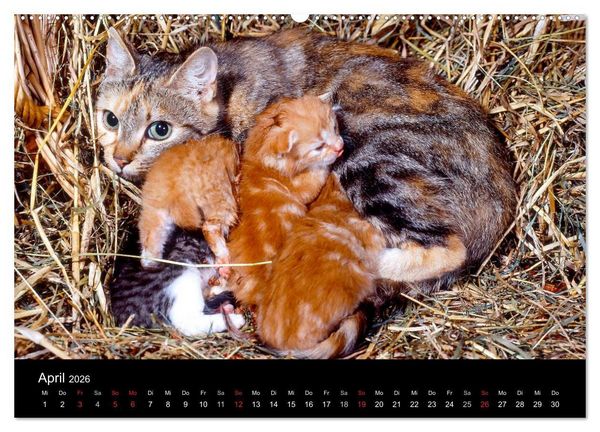 Produktbild: Katzen (hochwertiger Premium Wandkalender 2026 DIN A2 quer), Kunstdruck in Hochglanz