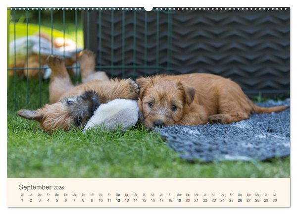 Produktbild: IRISH SOFT COATED WHEATEN TERRIER WELPEN 2026 (Wandkalender 2026 DIN A2 quer), CALVENDO Monatskalender