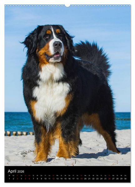 Produktbild: Berner Sennenhund 2026 (hochwertiger Premium Wandkalender 2026 DIN A2 hoch), Kunstdruck in Hochglanz