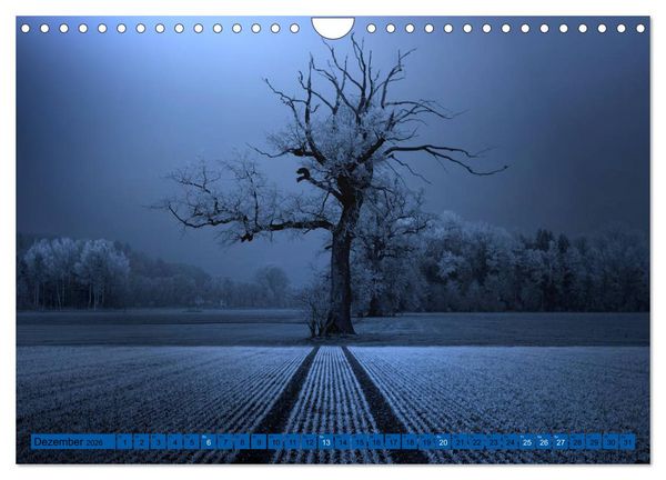 Produktbild: B&auml;ume sind Tr&auml;ume (Wandkalender 2026 DIN A4 quer), CALVENDO Monatskalender