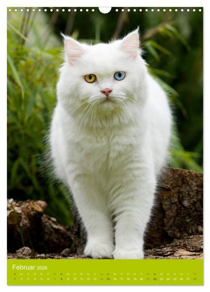 Produktbild: Britisch Langhaar Katzen (Wandkalender 2026 DIN A3 hoch), CALVENDO Monatskalender