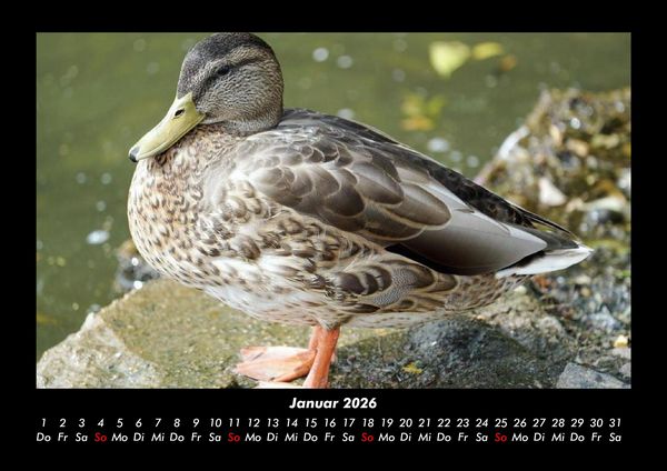 Produktbild: V&ouml;gel 2026 Fotokalender DIN A3