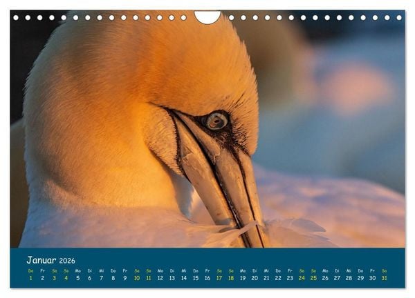 Produktbild: Helgol&auml;nder Basst&ouml;lpel 2026 (Wandkalender 2026 DIN A4 quer), CALVENDO Monatskalender