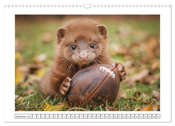 Produktbild: Kleine freche Nerze (Wandkalender 2026 DIN A3 quer), CALVENDO Monatskalender